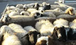 جریمه ۱۹ میلیاردی قاچاقچی دام زنده در دلفان