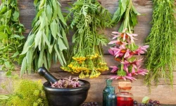 گیاهان دارویی؛ظرفیتی برای سلامت،اشتغال و درآمدزایی در خرم‌آباد