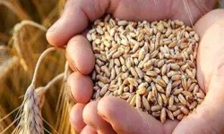 بذر گندم سال زراعی جدید آماده توزیع در بین کشاورزان لرستان