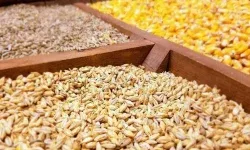 توزیع بیش از ۳۱ هزار تن نهاده دامی در لرستان
