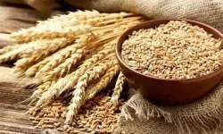پرداخت مطالبات گندم‌کاران لرستانی تا پایان شهریور