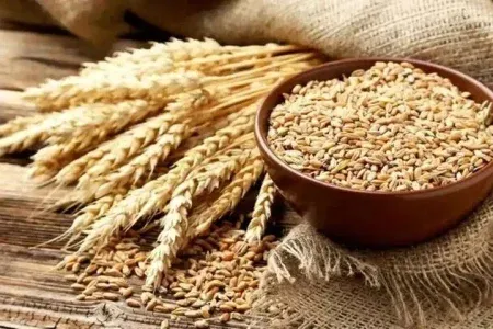 پرداخت مطالبات گندمکاران لرستانی تا پایان شهریور