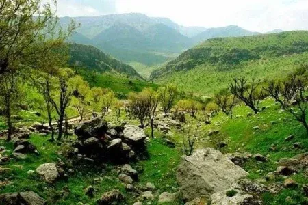 کاهش وابستگی معیشتی به جنگل اقدام فوری برای نجات زاگرس است