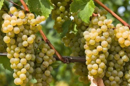 برداشت ۴۵ هزار تن انگور از تاکستانهای لرستان
