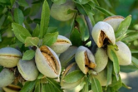 برداشت سالانه ۴۳۰۰ تن بادام درختی در لرستان
