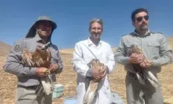 بازگشت ۱۳ بهله شکاری پس از تیمار به آغوش طبیعت