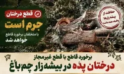 قطع بیرحمانه درختان «چمباغ» ویسیان؛متخلف دستگیر شد