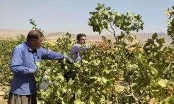 آغاز برداشت پسته در رومشکان؛توسعه باغات در مسیر رونق اقتصادی