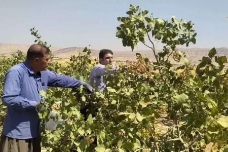 آغاز برداشت پسته در رومشکان؛توسعه باغات در مسیر رونق اقتصادی