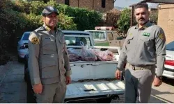 کشف ۳ رأس لاشه گراز وحشی در لرستان