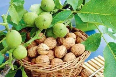 پیش بینی برداشت پنج هزار تن گردو در بروجرد