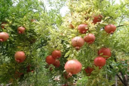 پیش‌بینی برداشت ۷۵ هزار تن انار از باغات لرستان