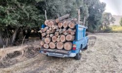 دستگبری قاچاقچیان چوب و کشف بیش از ۱۳۰ اصله درخت بلوط در لرستان