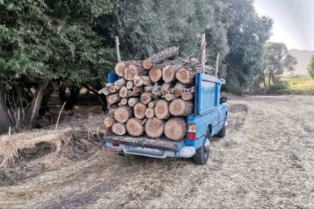 دستگبری قاچاقچیان چوب و کشف بیش از ۱۳۰ اصله درخت بلوط در لرستان