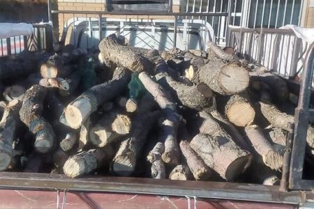 بلوط‌کُشی در زاگرس؛دستگیری متخلفان پس از قطع ۶۸ اصله درخت