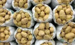 آغاز عرضه مستقیم سیب‌زمینی در لرستان