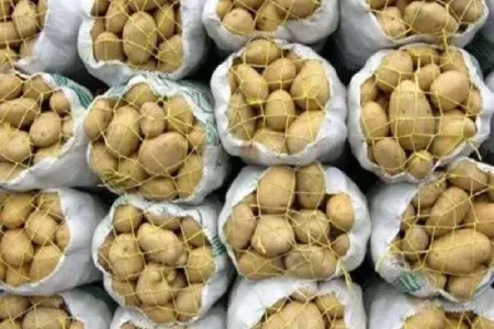 آغاز عرضه مستقیم سیبزمینی در لرستان