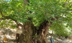ثبت ملی کهن‌ترین درخت گردوی ایران در لرستان