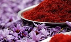 پیش‌بینی برداشت یک تن زعفران در سلسله