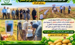رکوردشکنی کشاورز الیگودرزی با تولید ۱۰۲ تن سیب‌زمینی در هکتار